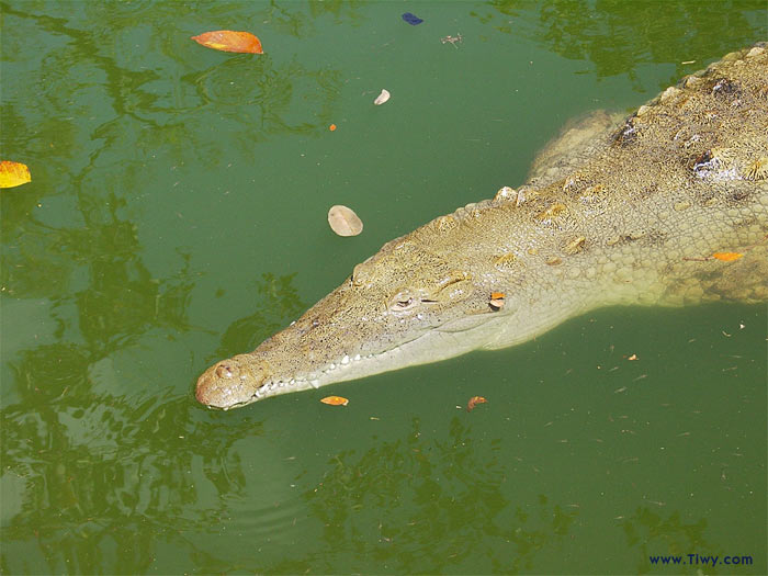 Parque del Este, Caracas