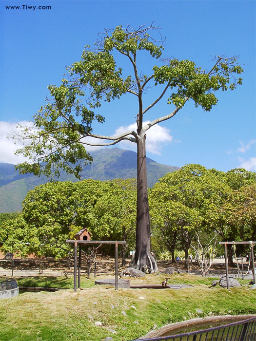 Parque del Este, Caracas