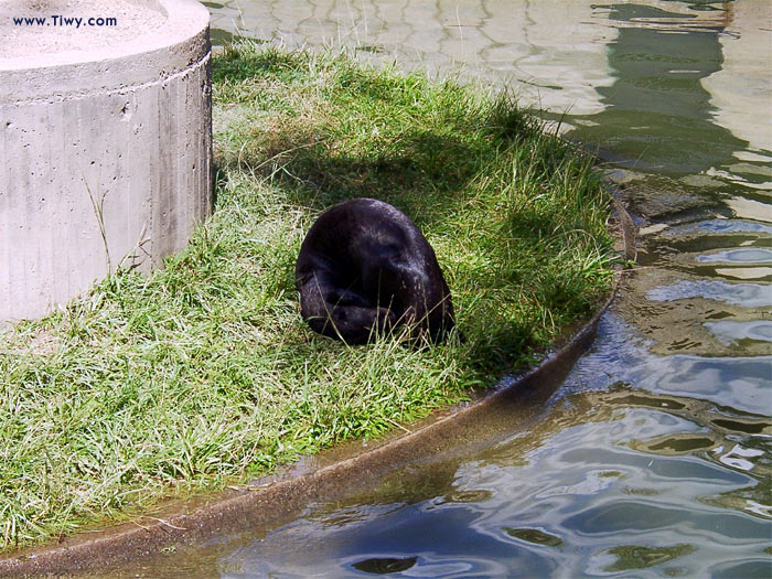 A coypus that does not enjoy being photographed