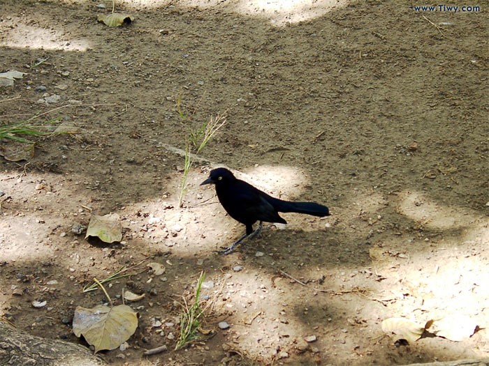 Parque del Este, Caracas