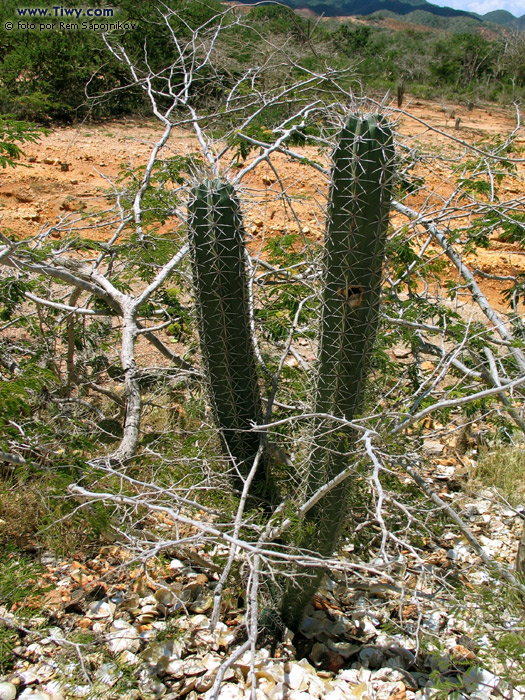 Кактусы - неизменные символы пустынных пейзажей