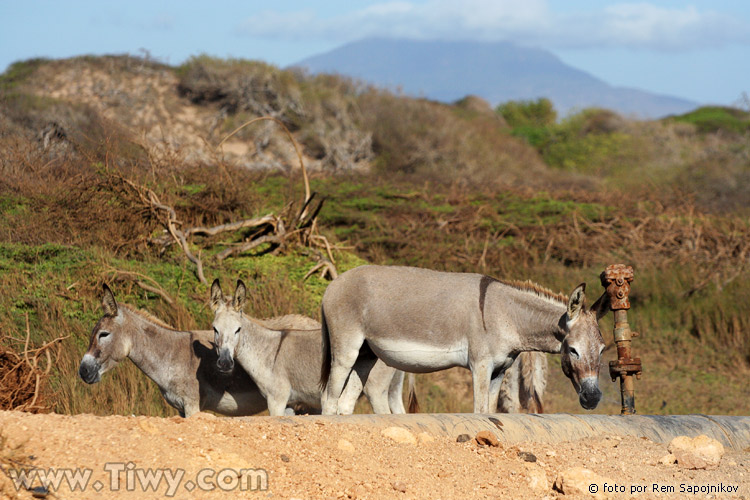 Onagers