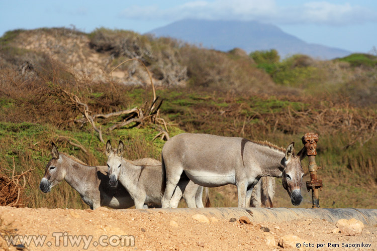 Burros salvajes