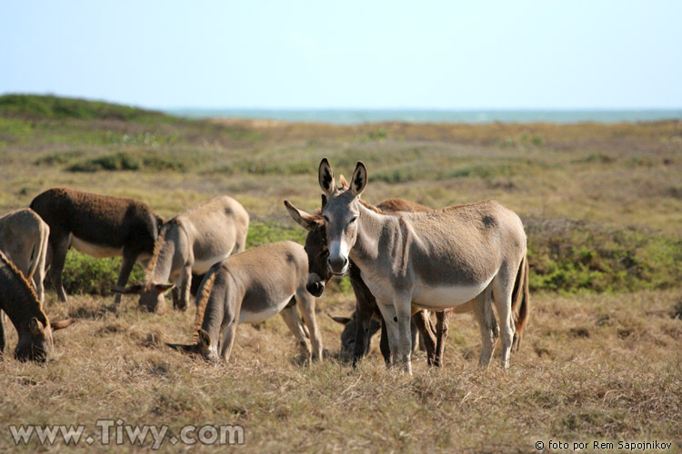 Burros salvajes