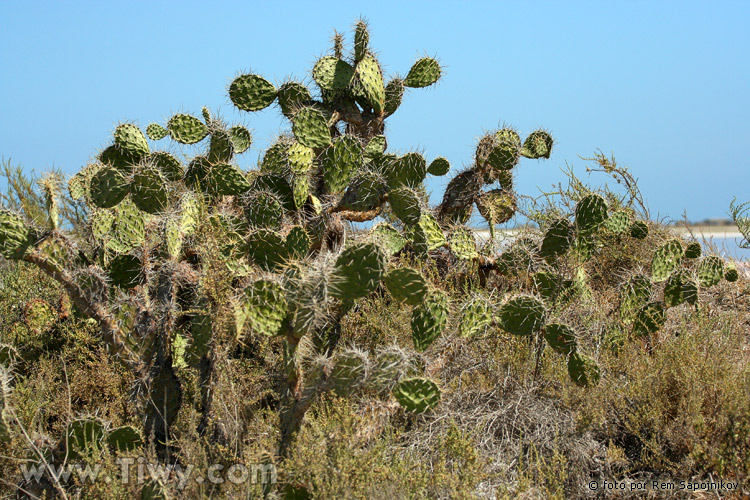 Cactus