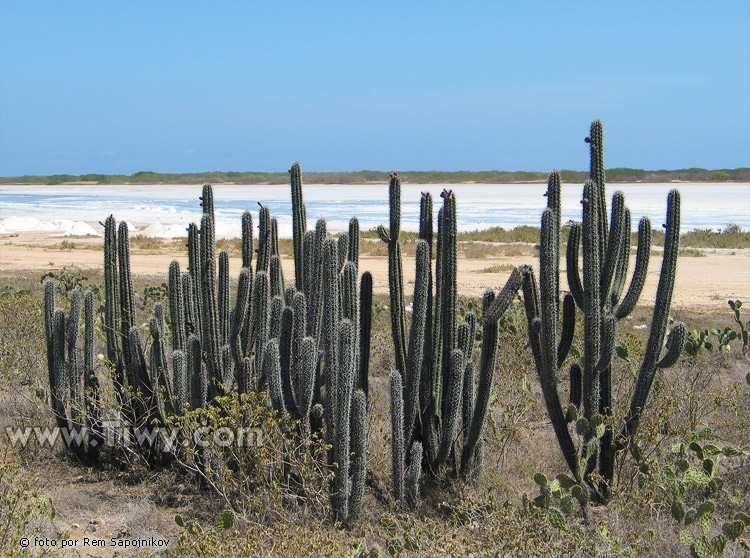 Cactuses