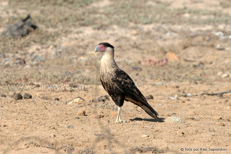 Caracara