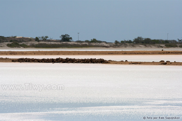 Cumaraguas saline