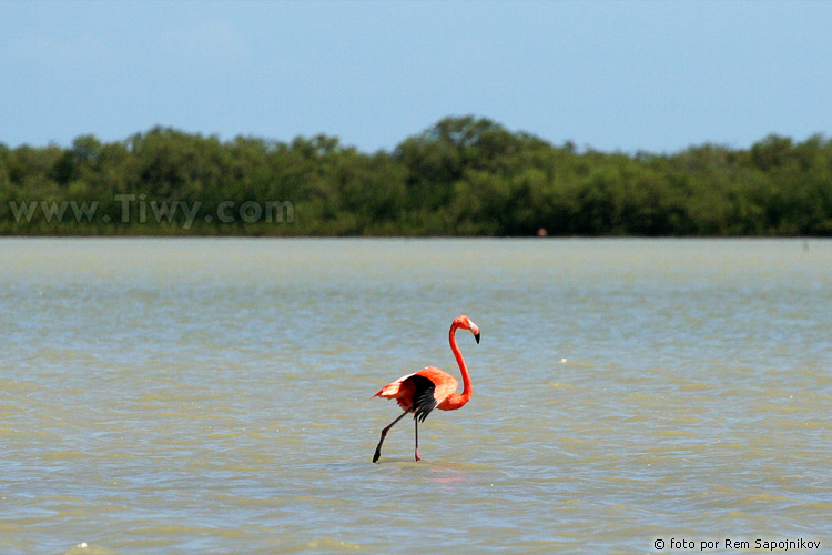 Flamingoes