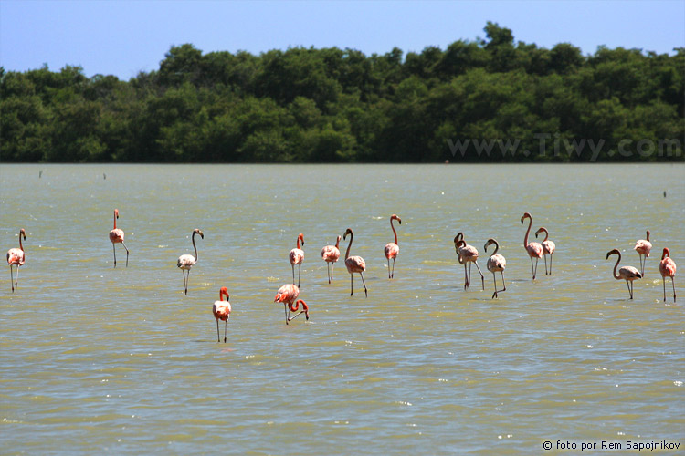 Flamingos