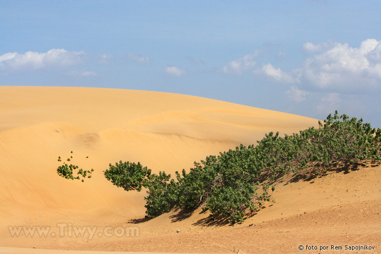 Los Medanos