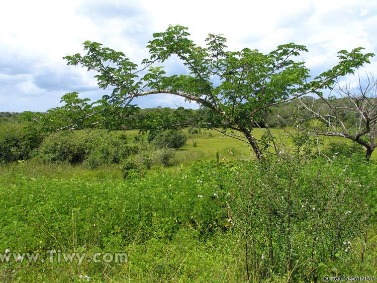 Peaceful scenes of the Venezuelan llanos