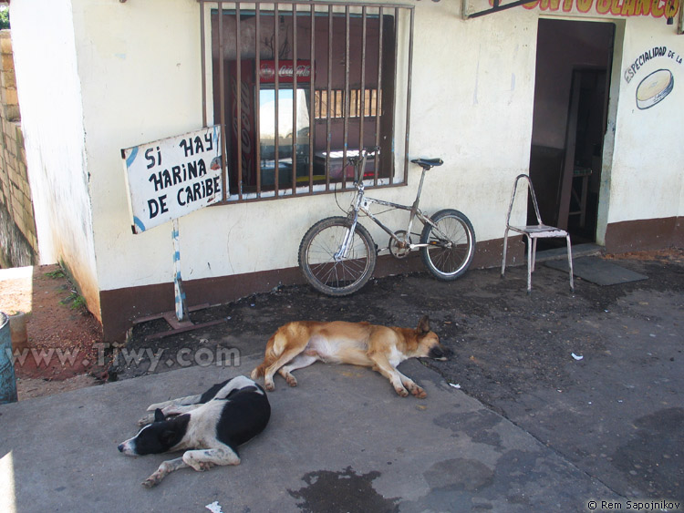 Cabruta dogs enjoy siesta: laws of daytime sleep. 